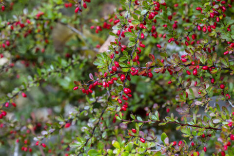 Berberitzen: Die ab Ende September bis in den Winter hinein erntereifen, roten Früchte enthalten viel Vitamin C (Foto: ph2212/iStockphoto.com)