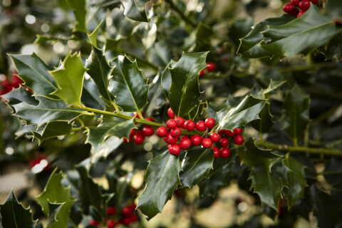 Die Stechpalme ist zu Weihnachten vor allem aufgrund ihrer weiblichen Exemplare mit den leuchtend roten Steinfrüchten als natürliche Deko beliebt (SaskiaAcht/iStockphoto.com)