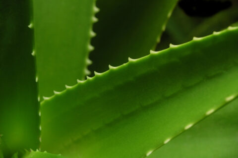 Das schleimige Gel der Blätter soll die Regeneration der Haut fördern und bei Hautunreinheiten helfen (Foto: urafoc/iStockphoto.com)