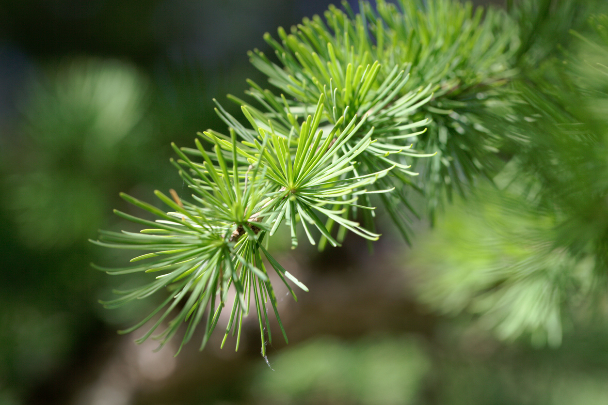 Als einziger heimischer Nadelbaum wirft die Lärche ihre büschelförmig angeordneten weichen Nadelblätter im Herbst ab (Foto: weisschr/iStockphoto.com)