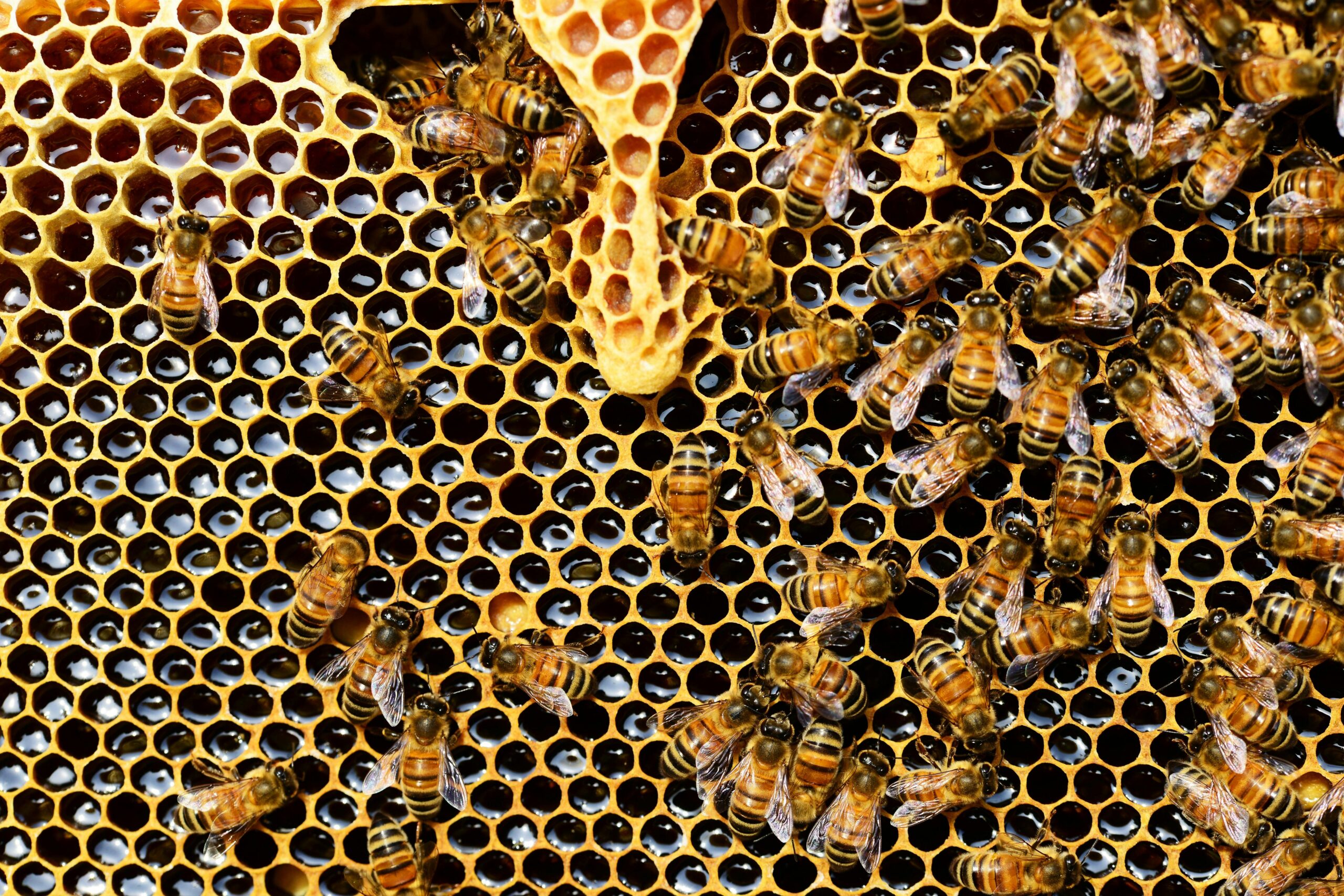 Die Welt der Bienen braucht Unterstützung (pixabay/pexels.com)