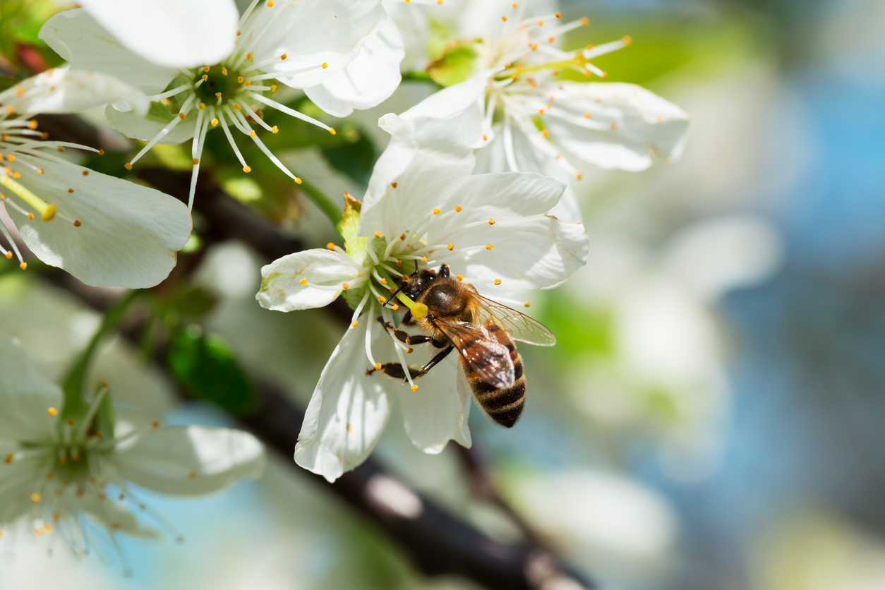 Auch Bienen benötigen einen vielfältigen Speiseplan (Foto: jeka1984/iStockphoto.com)