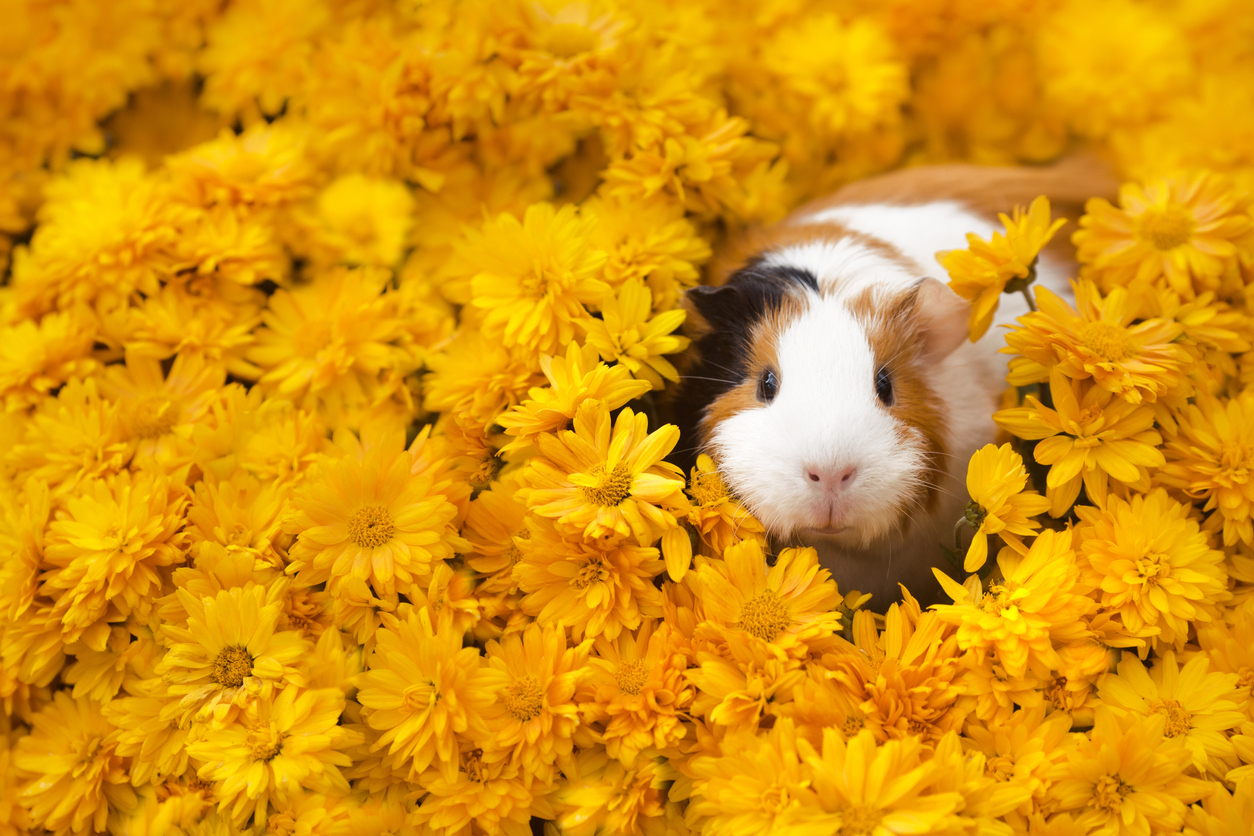 Man sollte sich gut informieren, bevor man sich Meerschweinchen besorgt (Foto: undefined undefined/iStockphoto.com).