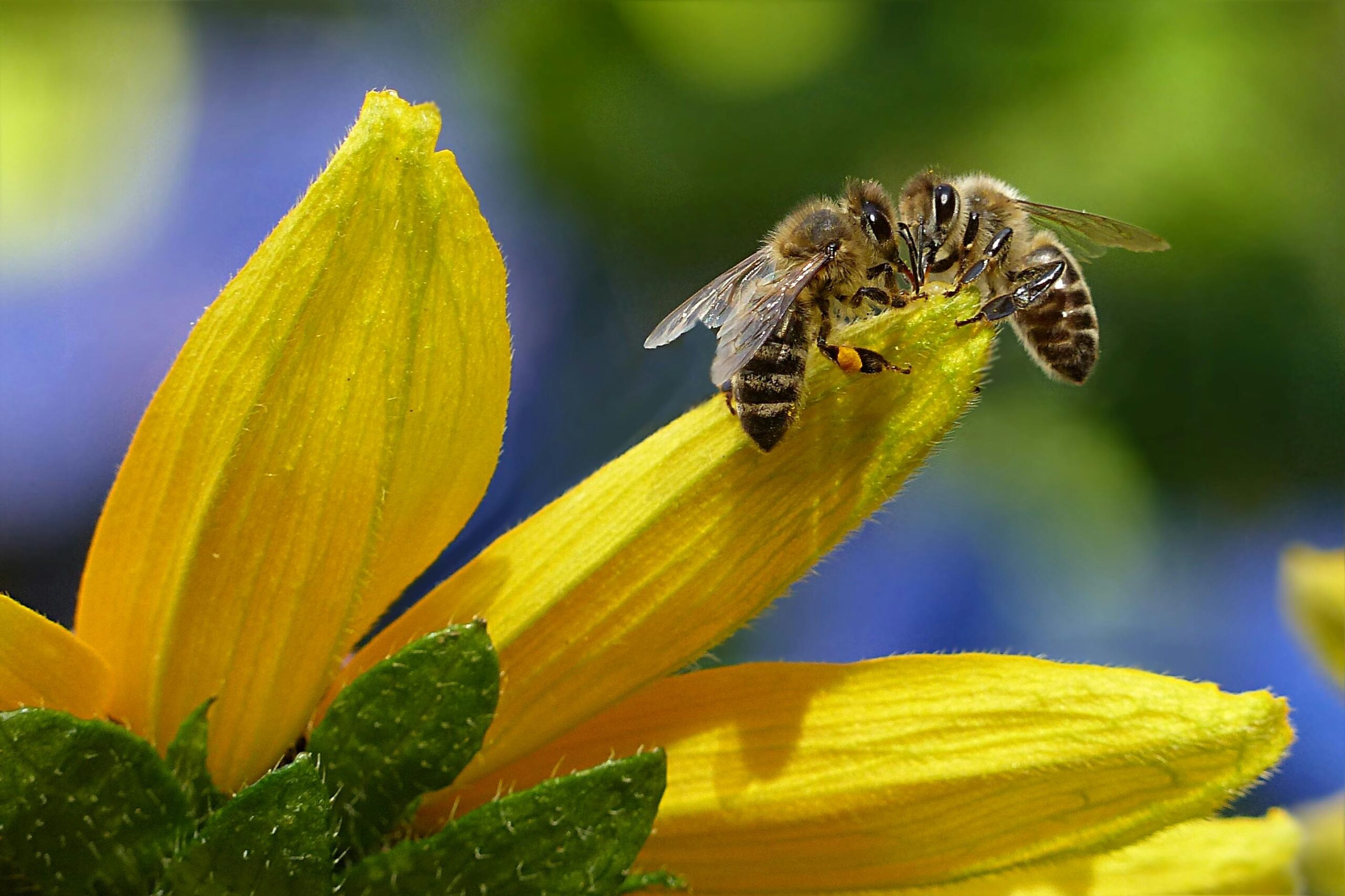 Bienenfreundlich geht auch auf Balkonien (Pixabay/pexxels.com)