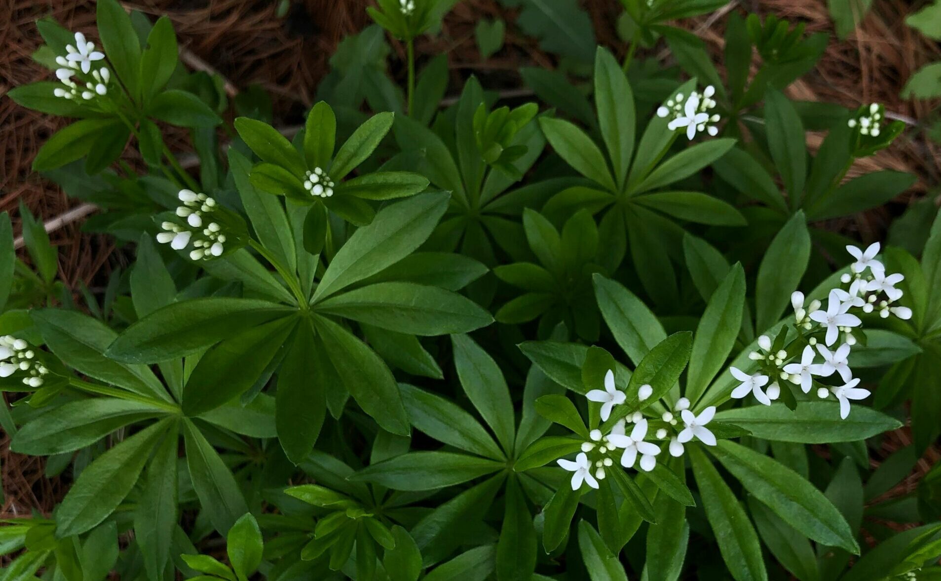 Der Waldmeister ist eine typische Pflanze der Rotbuchen-Wälder (Foto: Denise Cusack/pexels.com)