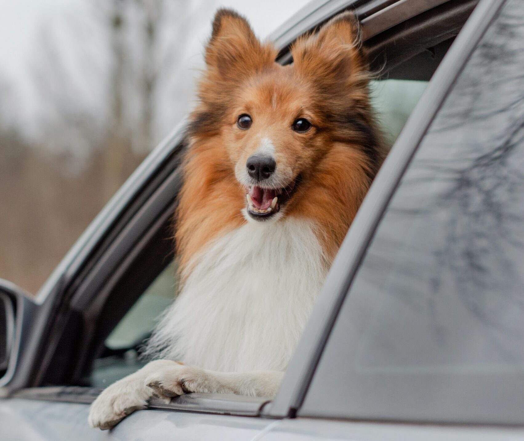 Das Auto ist gerade für einen Hund zumeist das angenehmste Verkehrsmittel (Foto: Oleksandra Kruspe/pexels.com)