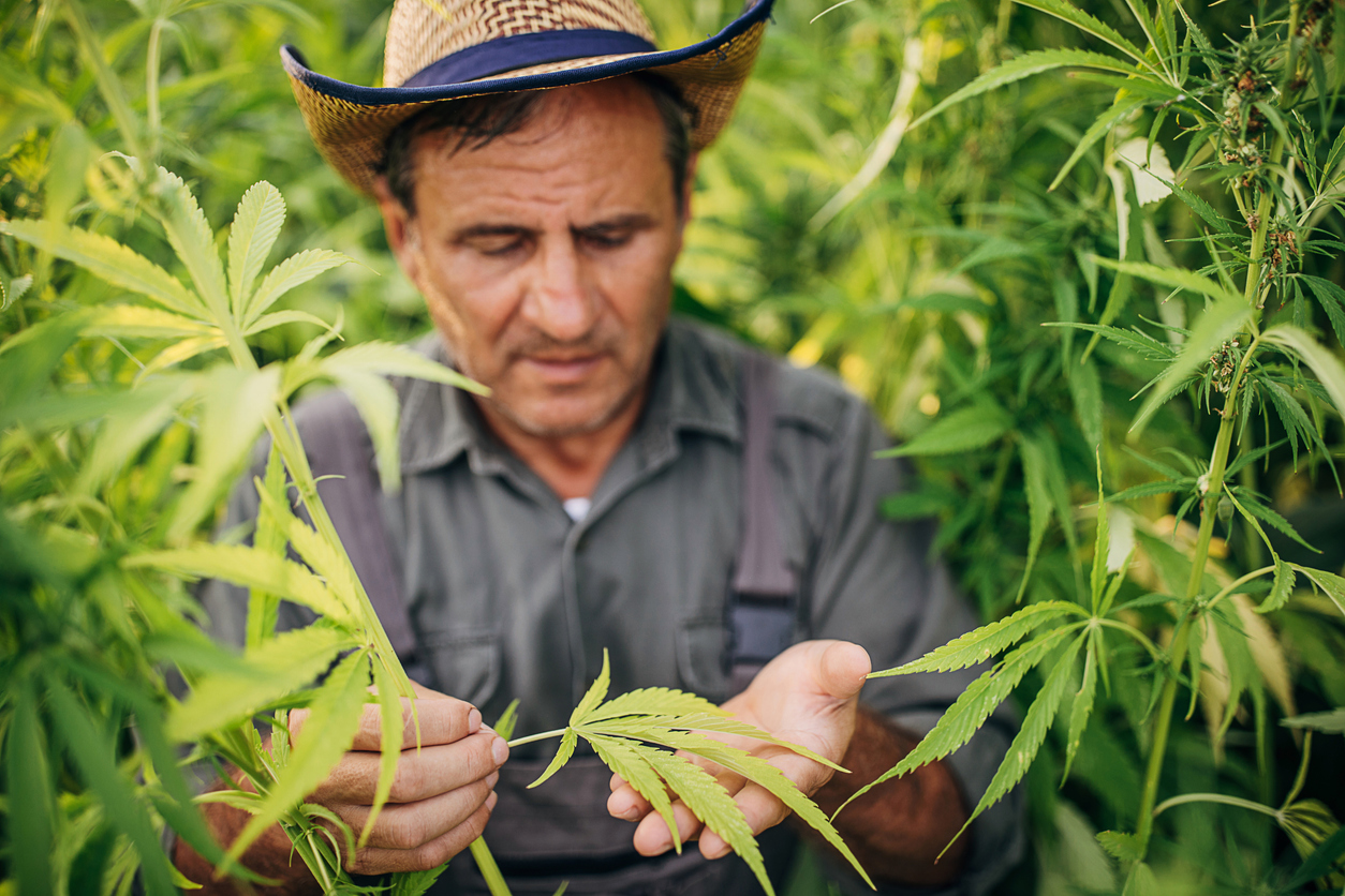 Auch im veterinärmedizinischen Sektor existieren mehrere CBD-Produkte, speziell für die Behandlung von Hunden und Katzen (Foto: South_agency/iStockphoto.com)