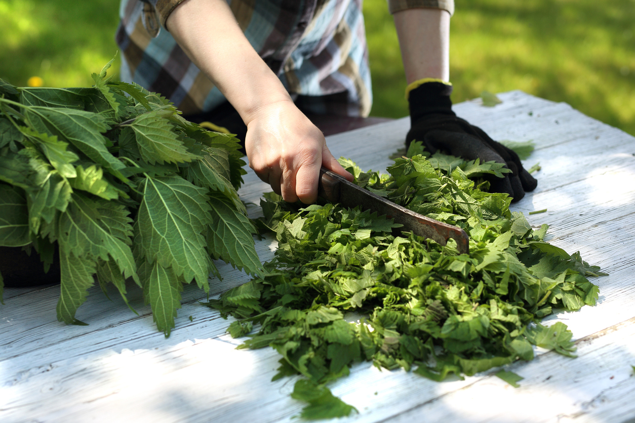 Als Mahlzeit oder Tee regelmäßig eingenommen, soll die Brennnessel „für Willenskraft, klare Sicht und Geistesgegenwart“ sorgen (Foto: robertprzybysz/iStockphoto.com)