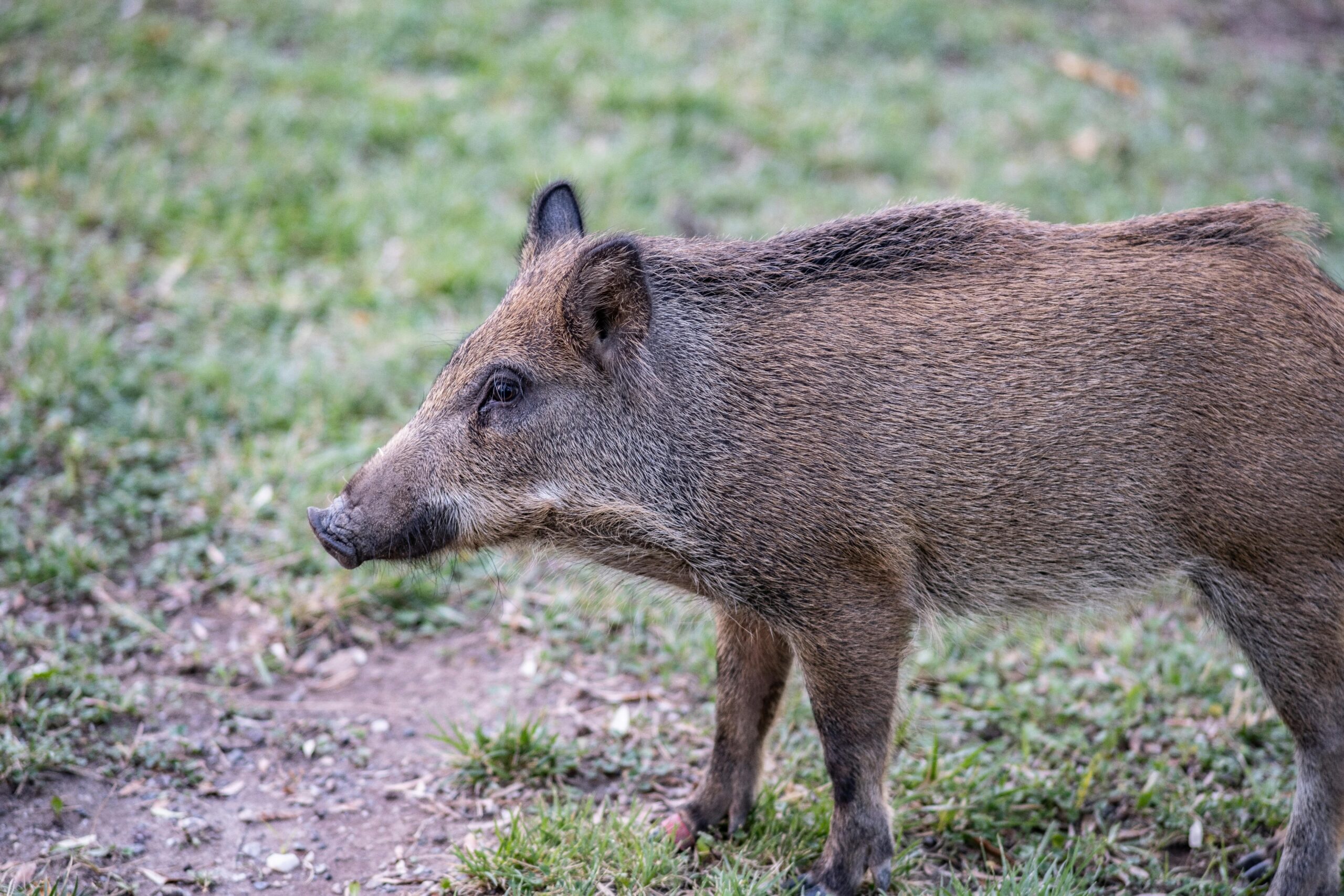 Je nach Art der Verletzung bleiben Wildtiere danach in einem geschützten Territorium oder werden wieder ausgewildert (Foto: Doğan Alpaslan Demir/pexels.com)