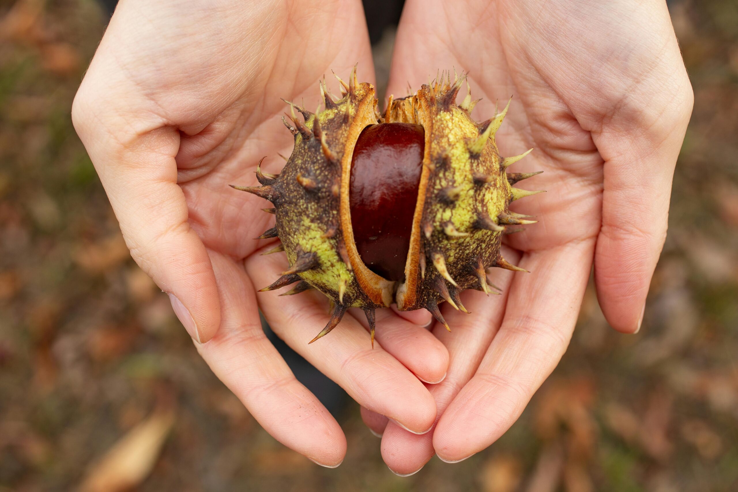 Herbstzeit ist Kastanienzeit (Foto: Elviss Railijs Bitāns/pexels.com)