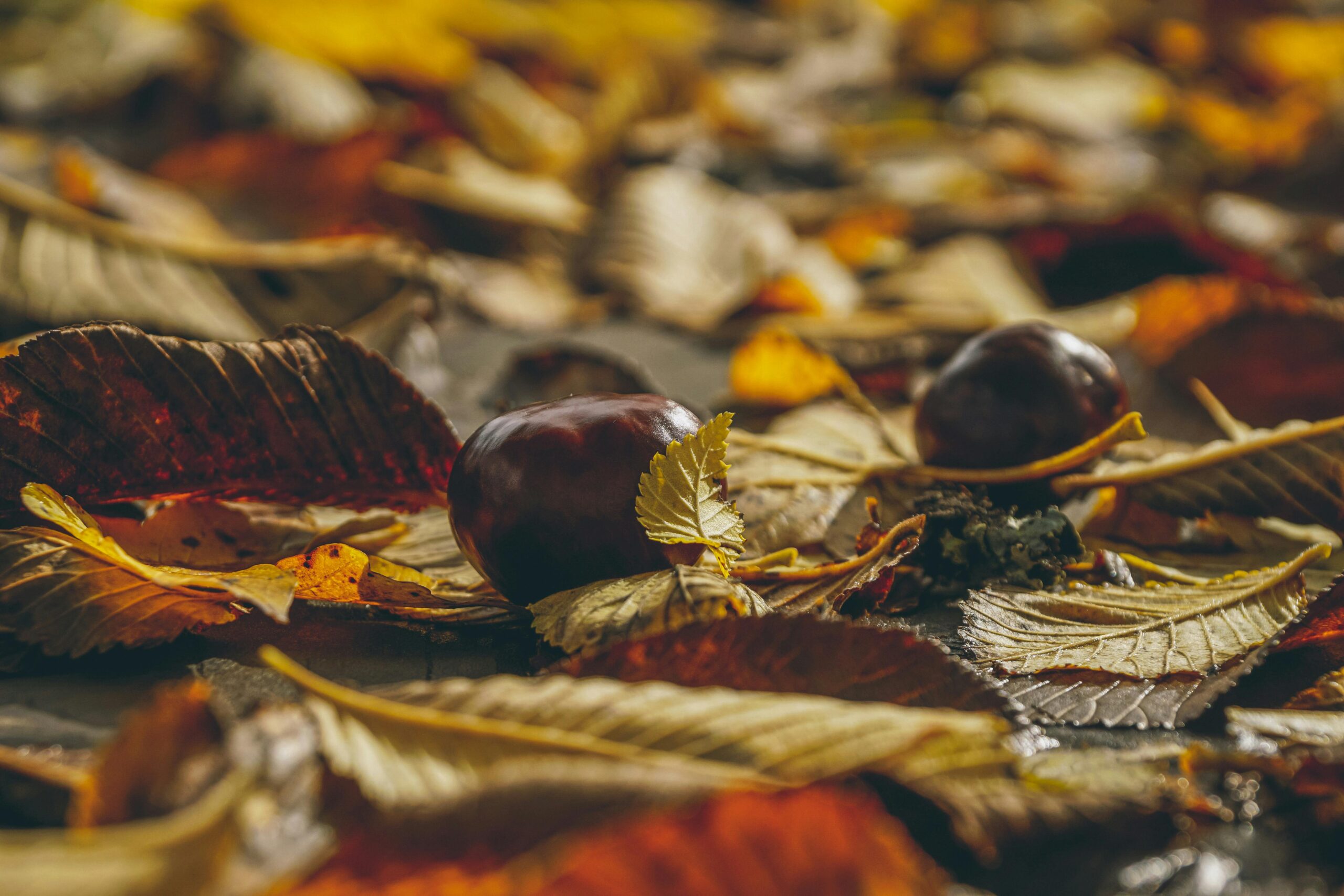 Die Früchte wachsen im Sommer allmählich aus den Blüten und kommen als kleine grüne Kugeln mit Stacheln zum Vorschein (Foto: suju-Foto/pexels.com)