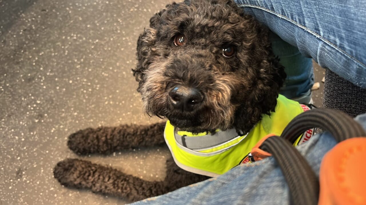 Heute am Welttierschutztag wirft KNEIPP auf ganz besondere Hunde und ihre ganz besonderen Menschen. 